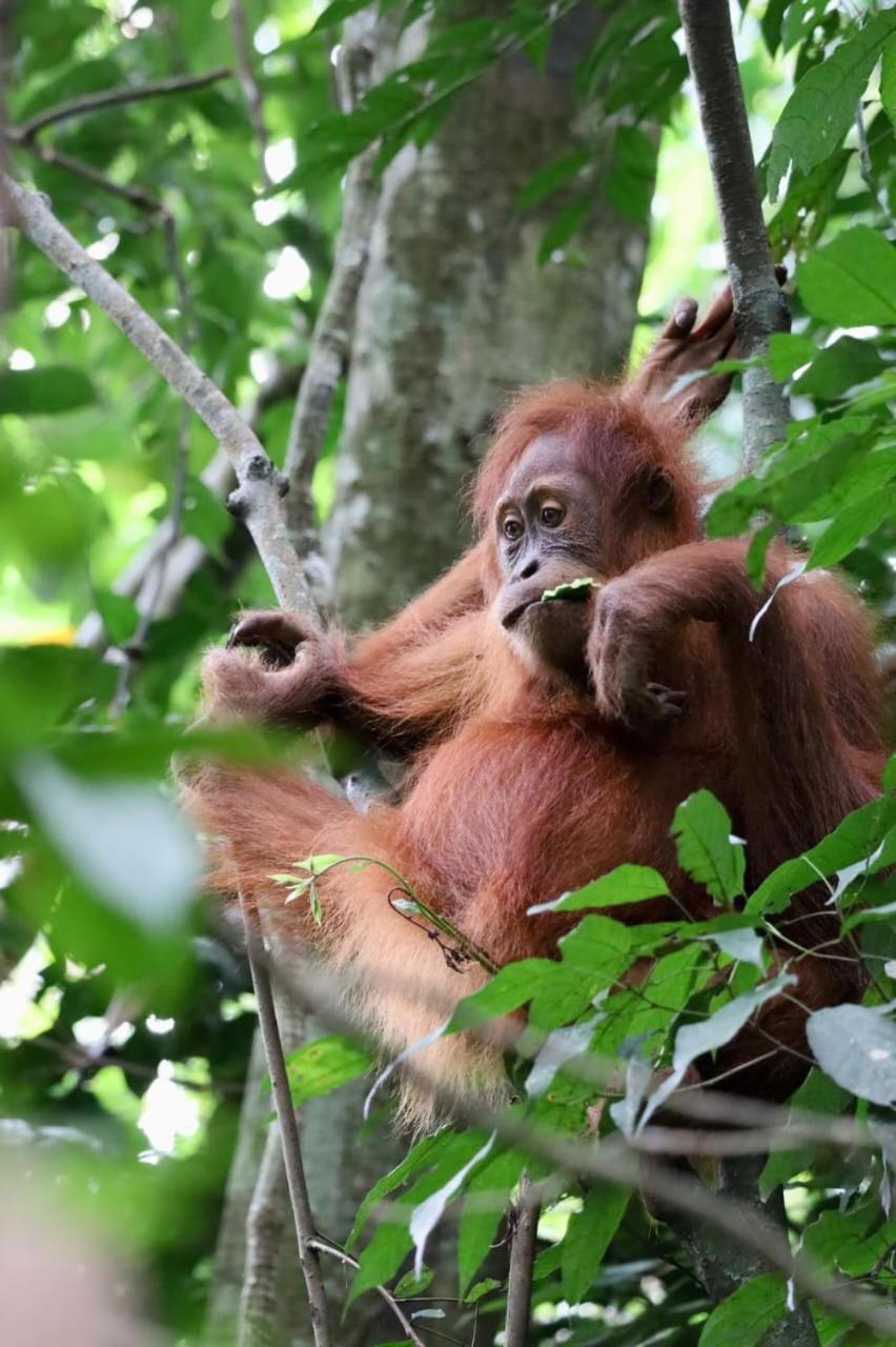 Eco Trekking Lodge, Bar & Jungle Tour'S Bukit Lawang Exterior photo